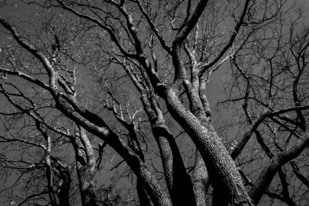 spooky abstract black and white tree silhouette in sunrise timeの写真素材