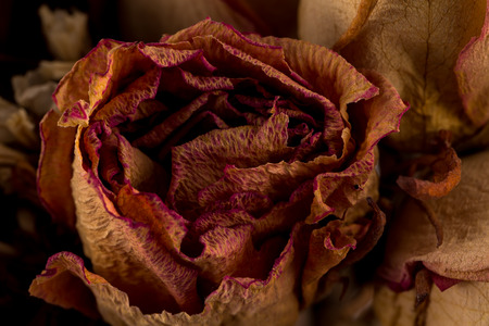 Decoration of dried flowers. Roses close up photoの写真素材
