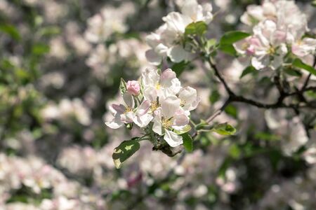 Blooming apple tree in spring time for background