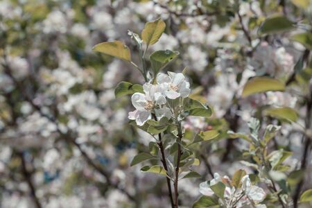 Blooming apple tree in spring time for background
