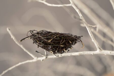 Bird nest on a tree branches in studioの写真素材