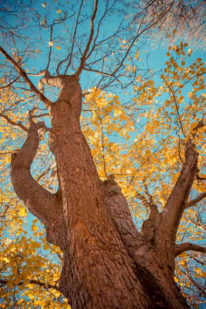 Autumn, fall trees. Sun shining through colorful leaves. Vintage photograph styleの写真素材