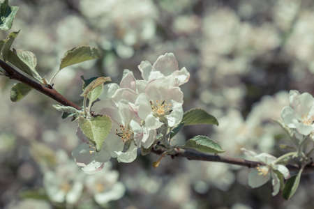 Blooming apple tree in spring time for backgroundの写真素材