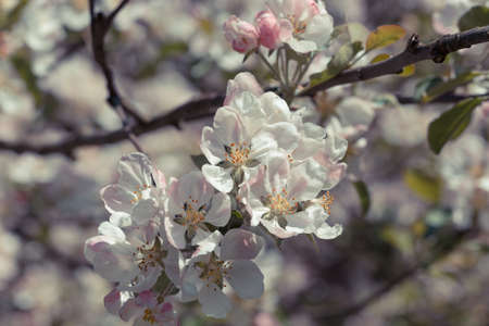 Blooming apple tree in spring time for background