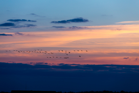 Birds flying in sunset against the evening skyの写真素材