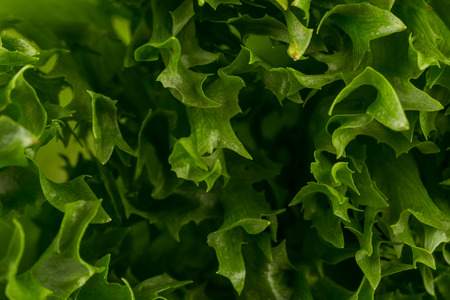 Green fresh lettuce salad texture close up shot