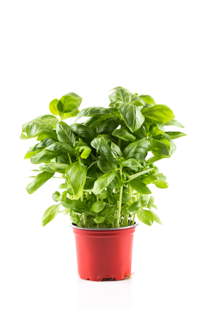 Basil growing in plastic pot isolated on white backgroundの写真素材