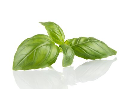 Fresh green leaf basil isolated on a white backgroundの写真素材