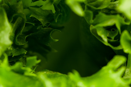 Green fresh lettuce salad texture close up shot