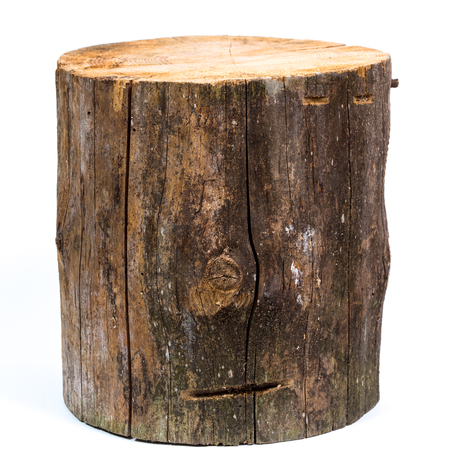 Wood log isolated on a white backgroundの写真素材