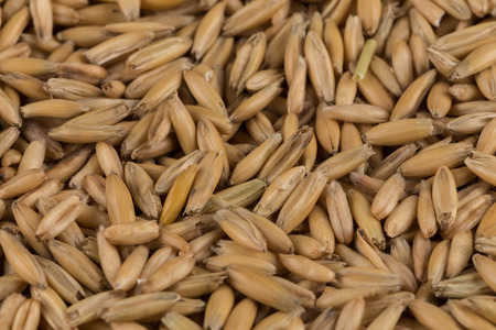 natural oat grains for background, close up shotの写真素材