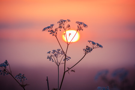 Rural grass on meadow and sunset skyの写真素材