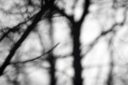 Tree shadow on the White Wall Background