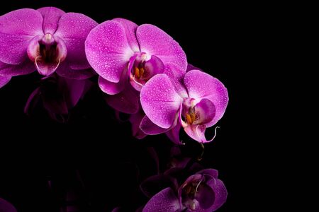 orchid  pink flower with water drops isolated on black background - reflectionの写真素材