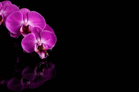 orchid  pink flower with water drops isolated on black background - reflectionの写真素材