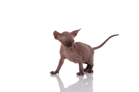 One month old Canadian sphynx kitten cat on white backgroundの写真素材