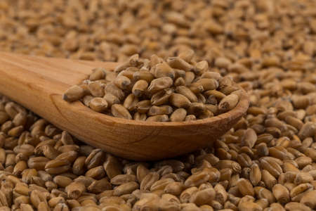 Spelt grain (dinkel wheat) on a spoon and background