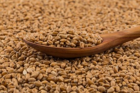 Spelt grain (dinkel wheat) on a spoon and backgroundの写真素材