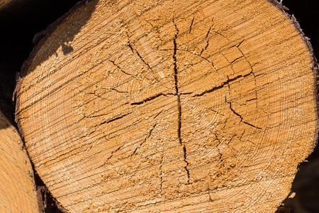 Wood logs. Timber logging in forest. Freshly cut tree logs piled up as background textureの写真素材