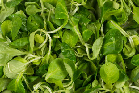 mache lettuce green salad close up backgroundの写真素材