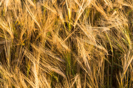 Spikelets of rye in the sunlight. Yellow wheat fieldの写真素材