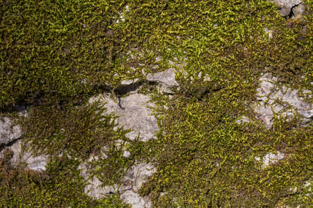 Background of old stone wall texture with mossの写真素材
