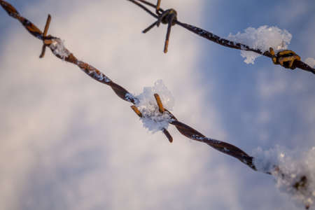 Rusty barbed wire in the snowy meadows