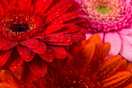 Red Pink Orange  Gerbera flower blossom with water drops - close up shot photo details spring timeの写真素材