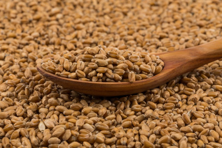 Spelt grain dinkel wheat on a spoon and backgroundの写真素材