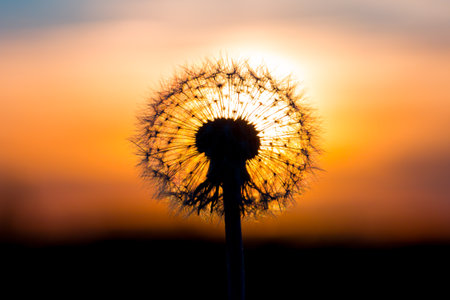 Dandelion flower fused with sunset looking like a bulbの写真素材