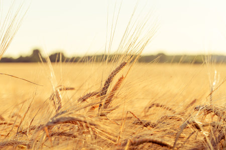 backdrop of ripening ears of yellow wheat field on the sunset cloudy orange sky backgroundの写真素材