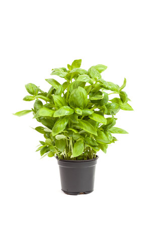 basil in a pot, isolated on white backgroundの写真素材