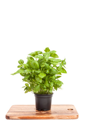 basil in a pot, isolated on white backgroundの写真素材