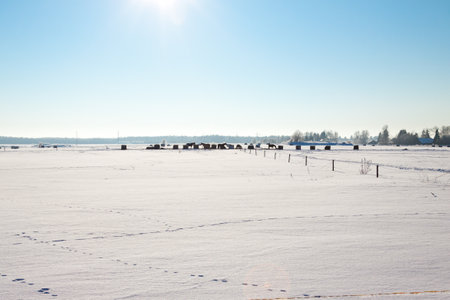Farm with a barn, horses and bales of hay laying in the snow on farm winter fieldの写真素材