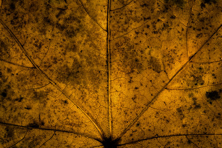 Dark autumn leaf texture a macro shot imageの写真素材