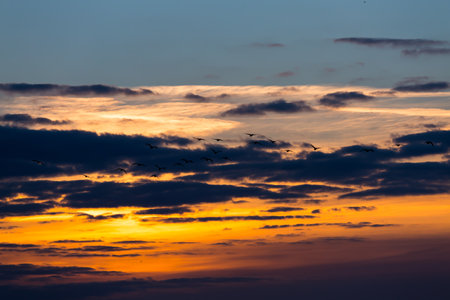 Birds flying over the sea - sunset shotの写真素材