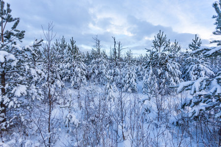 Spruce Tree Forest Covered by Snow in Winter Landscapeの写真素材