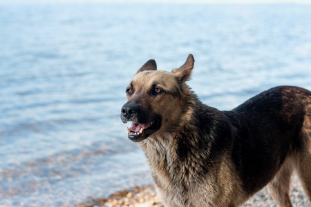 A stray dog walks on the beach, brown black color.の写真素材