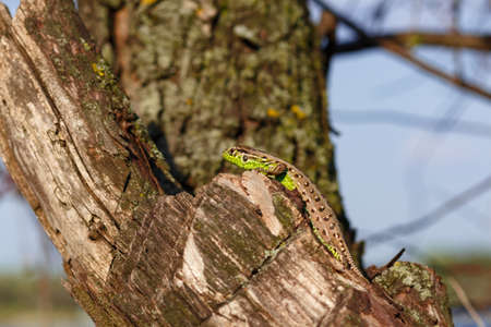 Green forest lizard, sitting on a tree. Wild lizard green. A brown-green lizard sits on a tree. Zootoca vivipara. Lizard from central Europe.の写真素材
