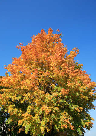 tree in gold fall,  september, dailytime, city park