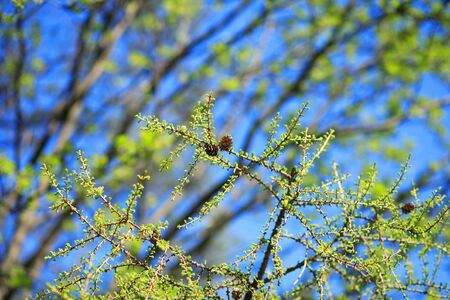 tree at spring in parkの写真素材