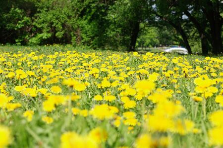 dandelion at spring in city parkの写真素材