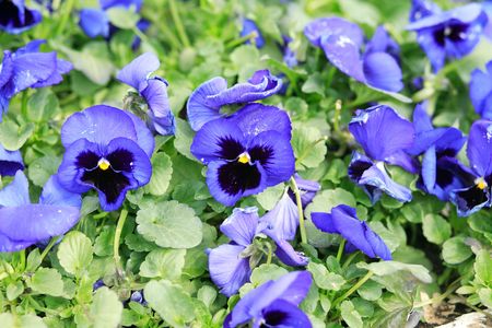 blue Viola at spring may