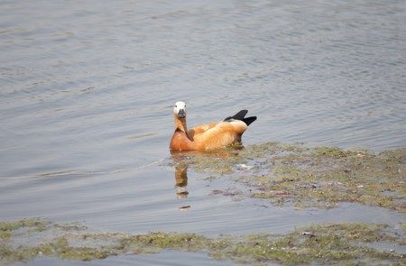 one roody shelduck on water at dayの写真素材