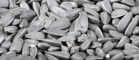 many of sunflower seeds backgroundの写真素材