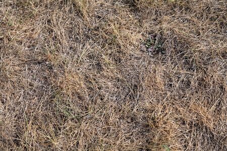 dry grass at autumnの写真素材