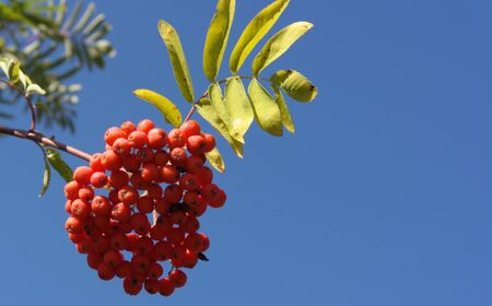 ashberry at dry sunny day の写真素材