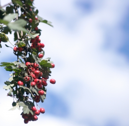 red berry at dry sunny dayの写真素材