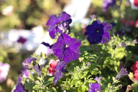 blue flower Campanula ad dry sunny day