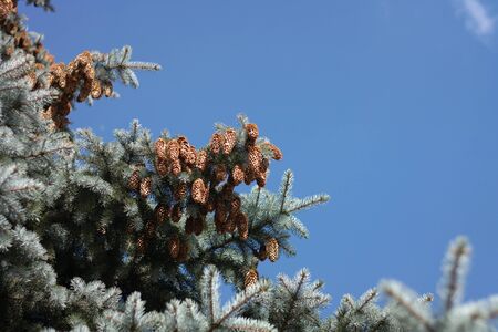 fir tree